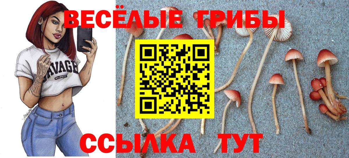 Псилоцибиновые грибы Cubensis Борзя
